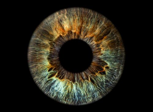 Iris von Sonja Rüdinger