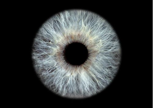 Iris von Manuela Stolz